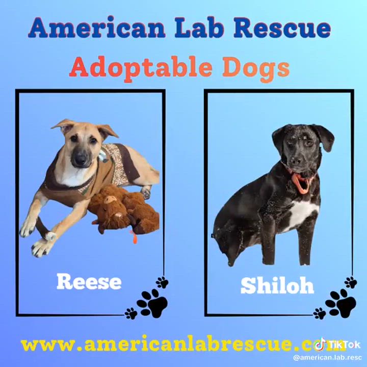 Enlarge Reece - In CT, a Adoptable mixed breed in Willington, CT video 6/6