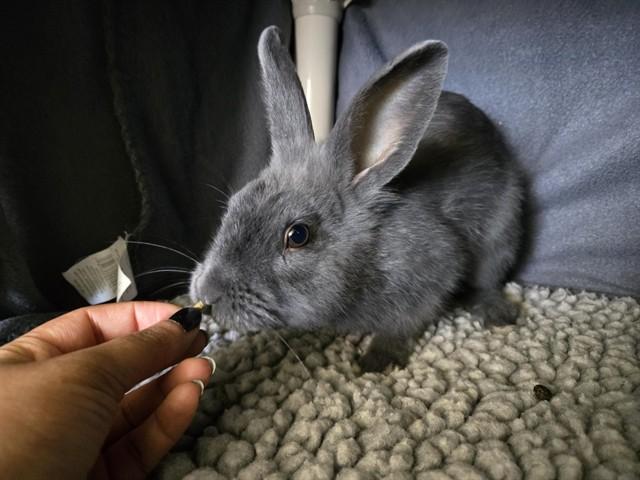 KRISHNA, Adoptable, Baby Male Bunny Rabbit.