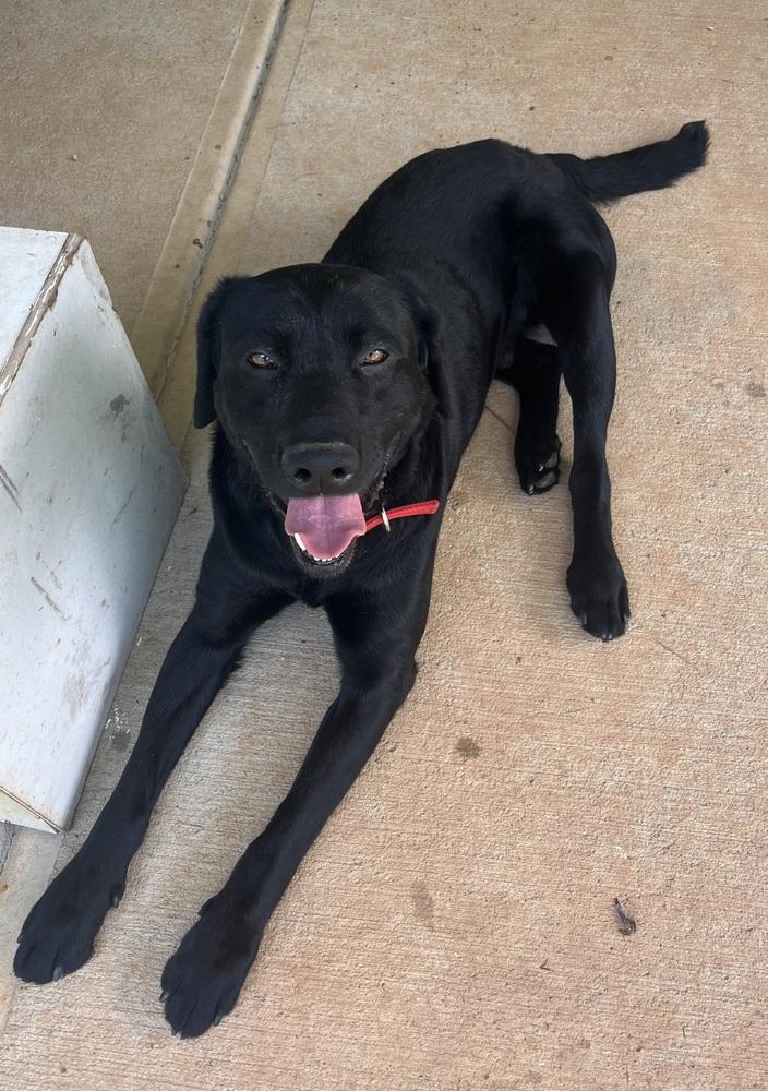 Hunter, Adoptable, Adult Male Labrador Retriever.