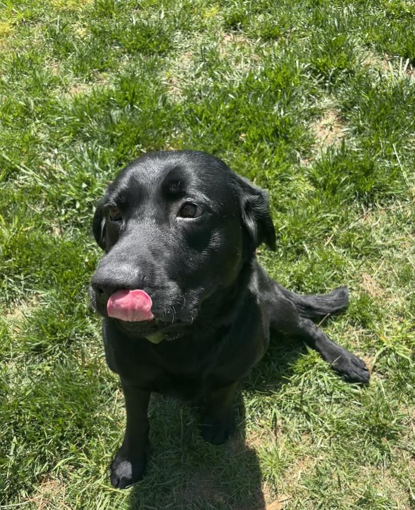 Hunter, a Adoptable mixed breed in Mocksville, NC image 2/5