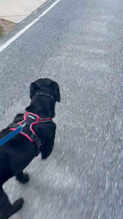 Enlarge Hunter, a Adoptable mixed breed in Mocksville, NC video 5/5