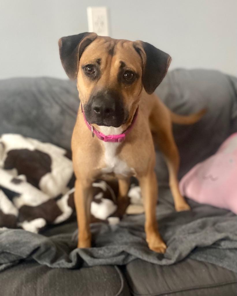 Enlarge Lola (In Foster), a Adoptable Black Mouth Cur in New Orleans, LA image 1/6