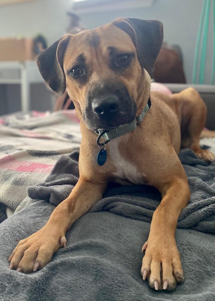 Enlarge Lola (In Foster), a Adoptable Black Mouth Cur in New Orleans, LA image 2/6