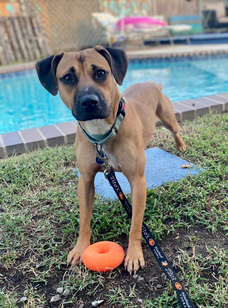Enlarge Lola (In Foster), a Adoptable Black Mouth Cur in New Orleans, LA image 3/6
