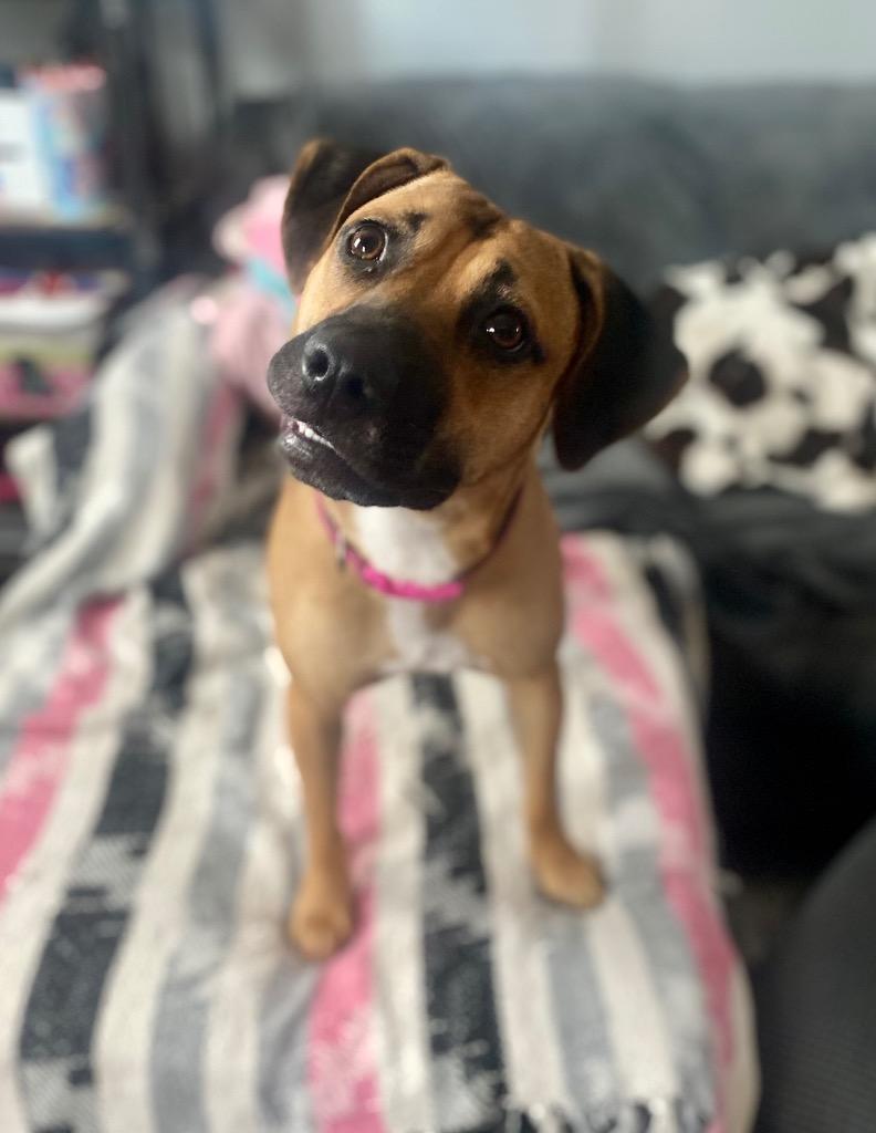 Enlarge Lola (In Foster), a Adoptable Black Mouth Cur in New Orleans, LA image 4/6