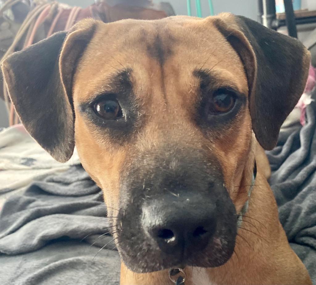 Enlarge Lola (In Foster), a Adoptable Black Mouth Cur in New Orleans, LA image 6/6