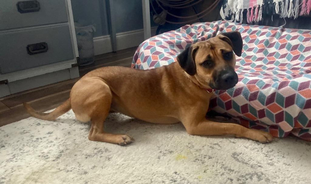 Enlarge Lola (In Foster), a Adoptable Black Mouth Cur in New Orleans, LA image 6/6