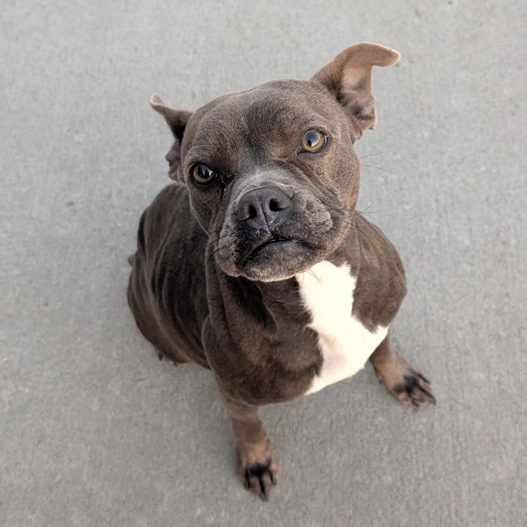 Munch, Adoptable, Adult Female Boston Terrier.