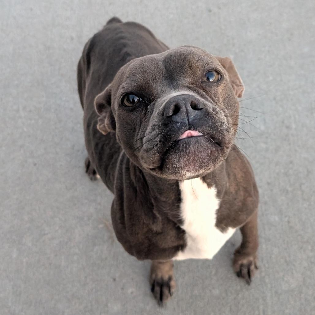 Enlarge Munch, a Adoptable Boston Terrier in Emporia, KS image 2/6