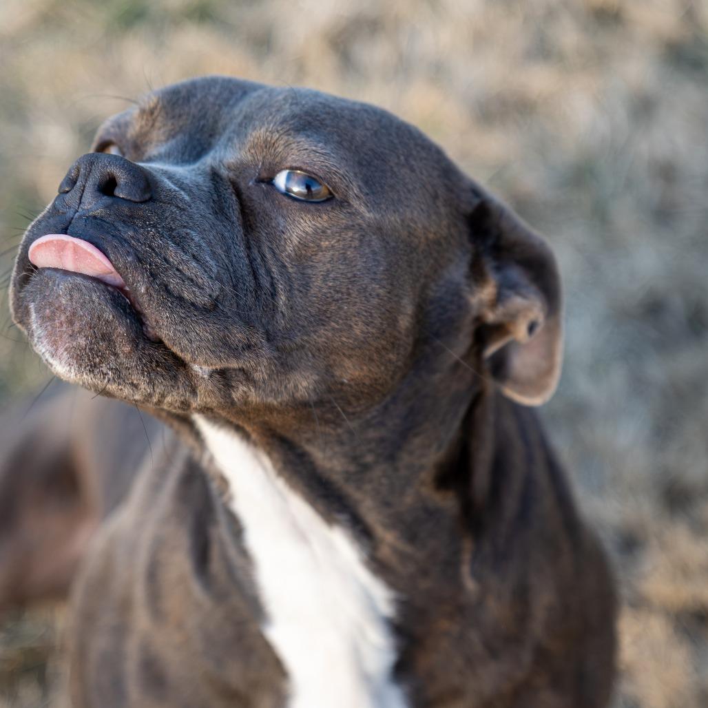 Enlarge Munch, a Adoptable Boston Terrier in Emporia, KS image 3/6