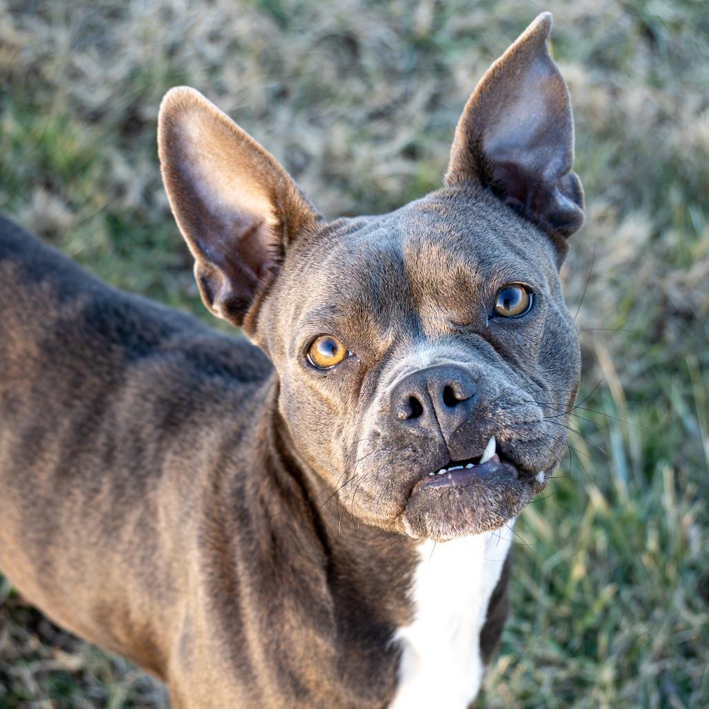Enlarge Munch, a Adoptable Boston Terrier in Emporia, KS image 4/6