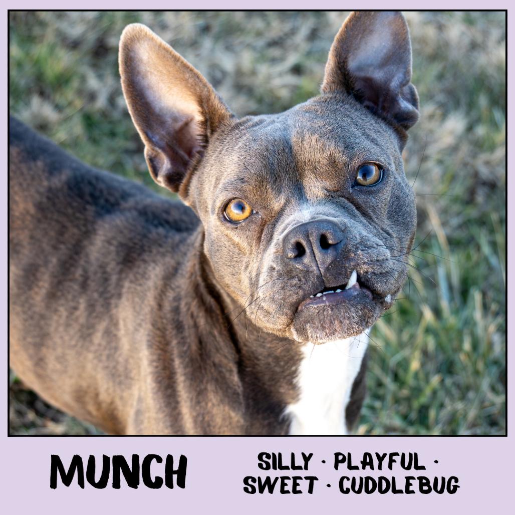 Enlarge Munch, a Adoptable Boston Terrier in Emporia, KS image 5/6
