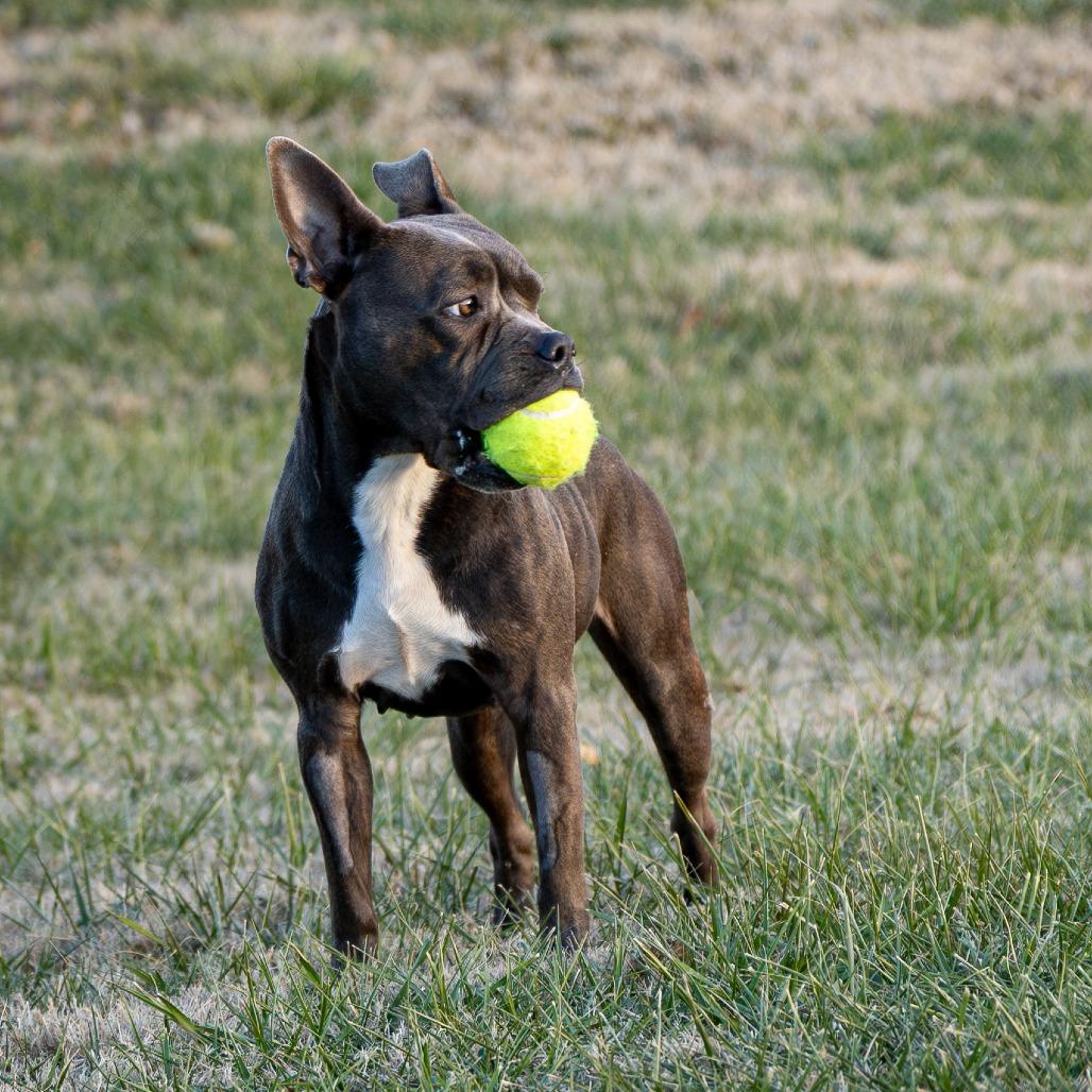 Enlarge Munch, a Adoptable Boston Terrier in Emporia, KS image 6/6