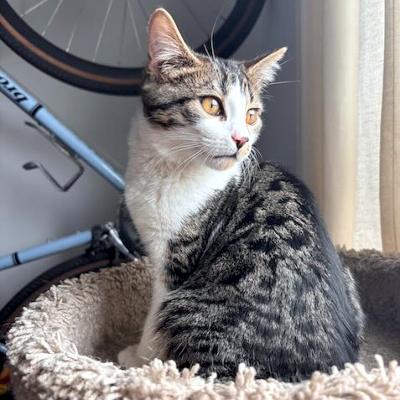 Enlarge Opal, a ADOPTABLE Domestic Short Hair in Mississauga, ON image 1/6