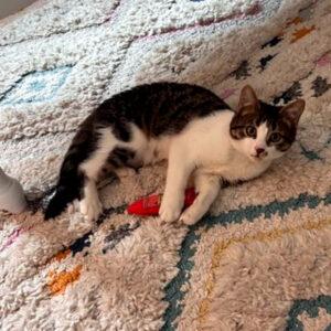 Enlarge Opal, a ADOPTABLE Domestic Short Hair in Mississauga, ON image 4/6