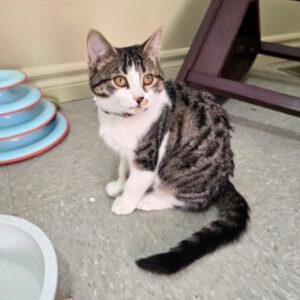 Enlarge Opal, a ADOPTABLE Domestic Short Hair in Mississauga, ON image 2/6