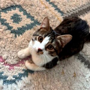 Enlarge Opal, a ADOPTABLE Domestic Short Hair in Mississauga, ON image 3/6