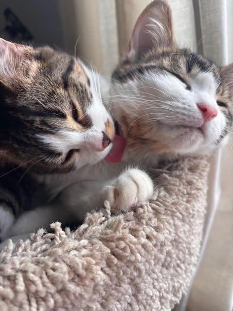 Enlarge Opal, a ADOPTABLE Domestic Short Hair in Mississauga, ON image 5/6