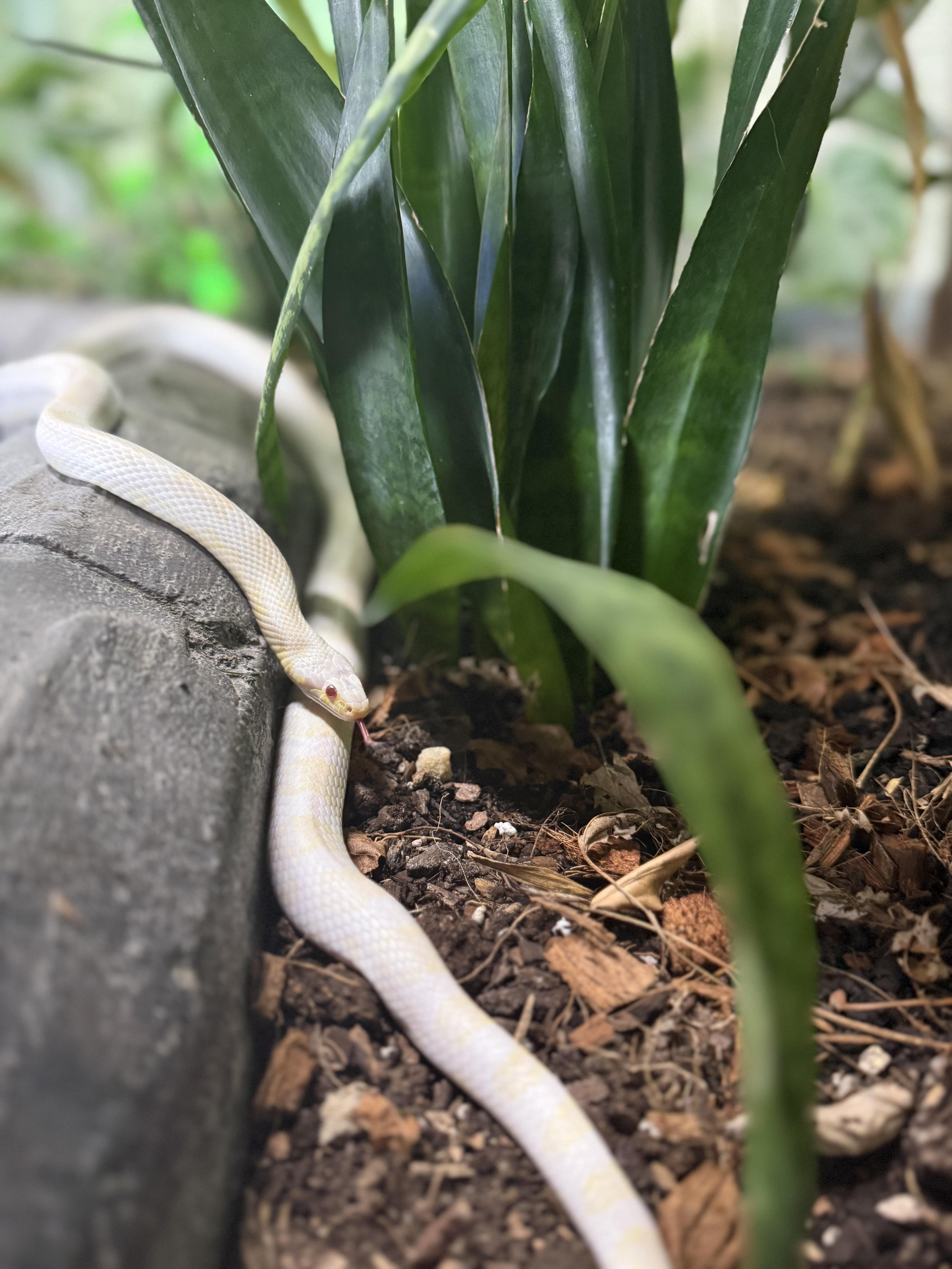 Blizzard, ADOPTABLE, Adult Unknown Corn / Rat & Snake.