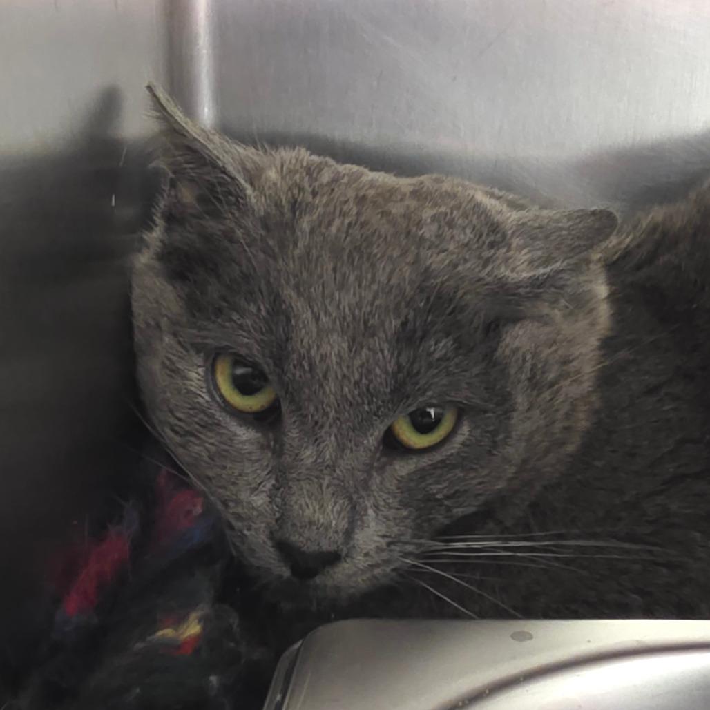 Oscar, Adoptable, Young Male Domestic Short Hair.