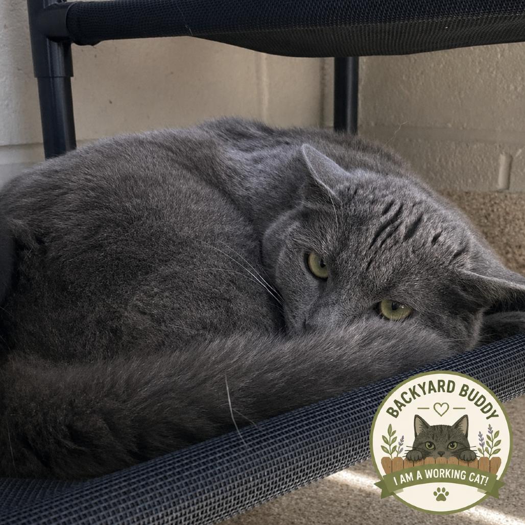 Oscar, a Adoptable Domestic Short Hair in Gloucester, VA image 2/2