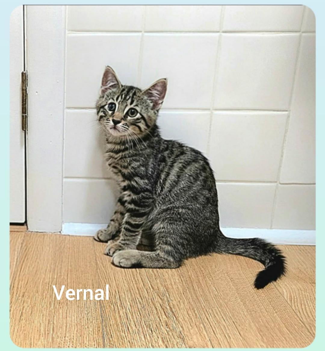 Vernal ( Orlando Fl), ADOPTABLE, Kitten Male American Shorthair.
