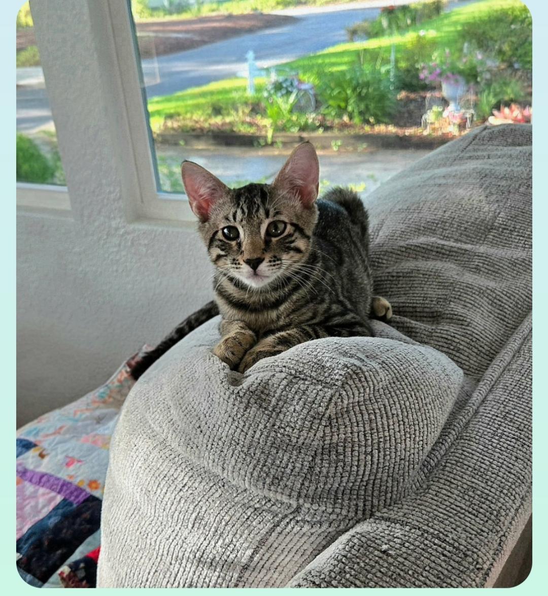 Vernal ( Orlando Fl), a ADOPTABLE American Shorthair in Orlando, FL image 3/5