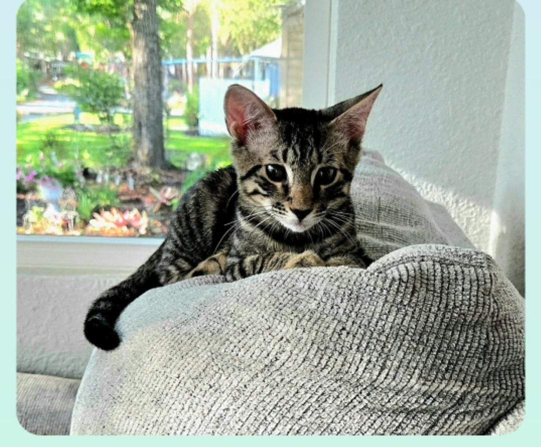 Vernal ( Orlando Fl), a ADOPTABLE American Shorthair in Orlando, FL image 4/5