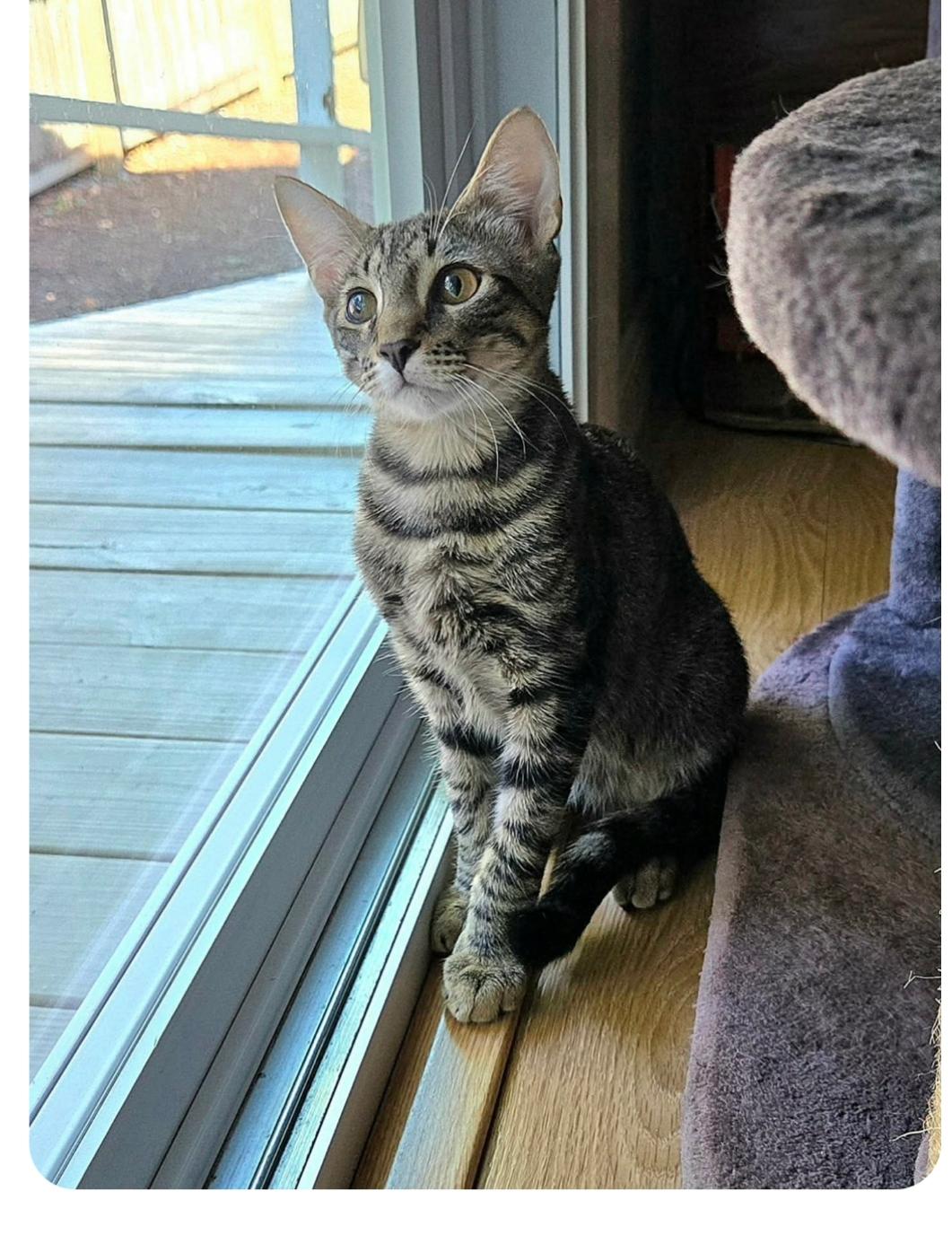 Vernal ( Orlando Fl), ADOPTABLE, Kitten Male American Shorthair.