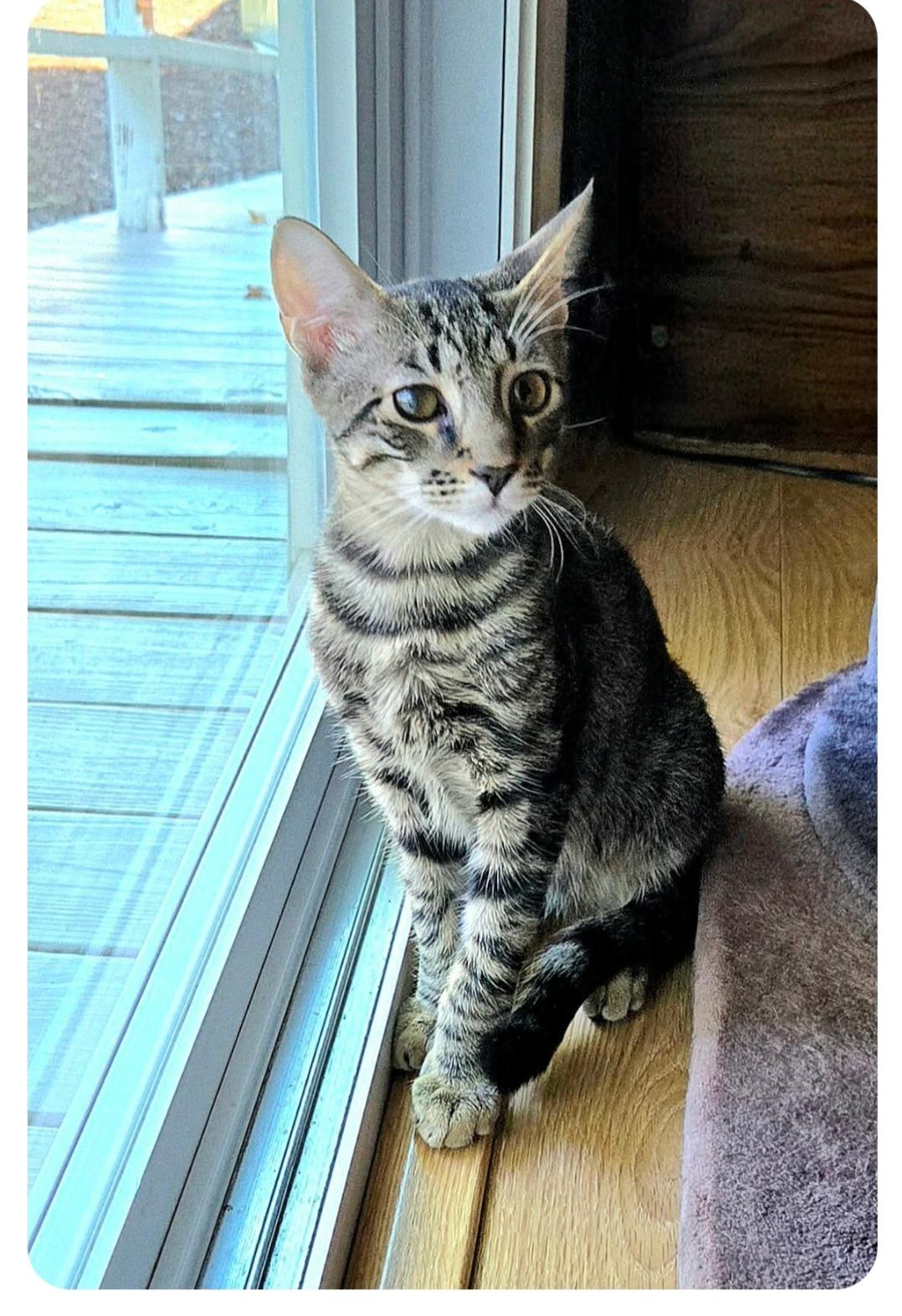 Enlarge Vernal ( Orlando Fl), a ADOPTABLE American Shorthair in Orlando, FL image 2/3