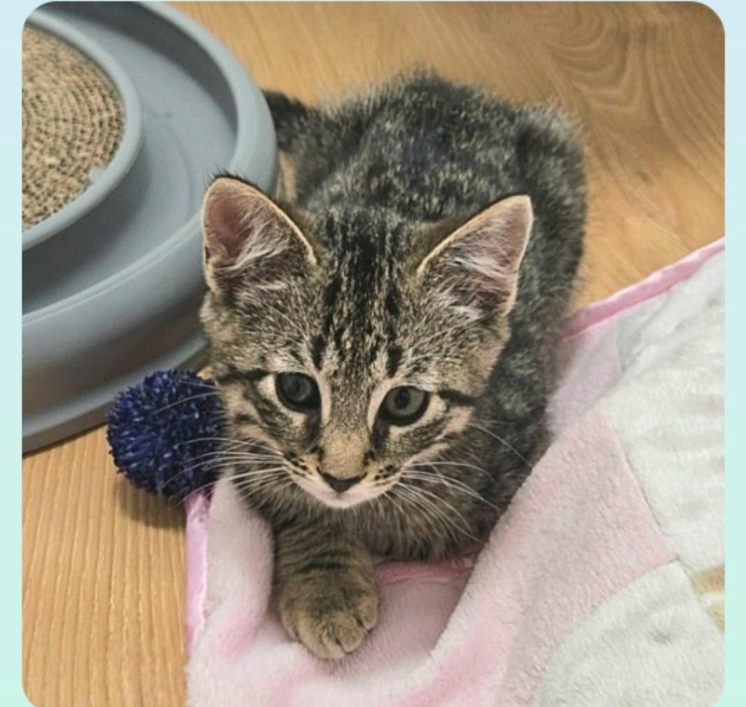 Vernal ( Orlando Fl), a ADOPTABLE American Shorthair in Orlando, FL image 5/5