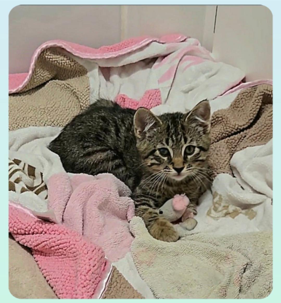 Vernal ( Orlando Fl), a ADOPTABLE American Shorthair in Orlando, FL image 3/5