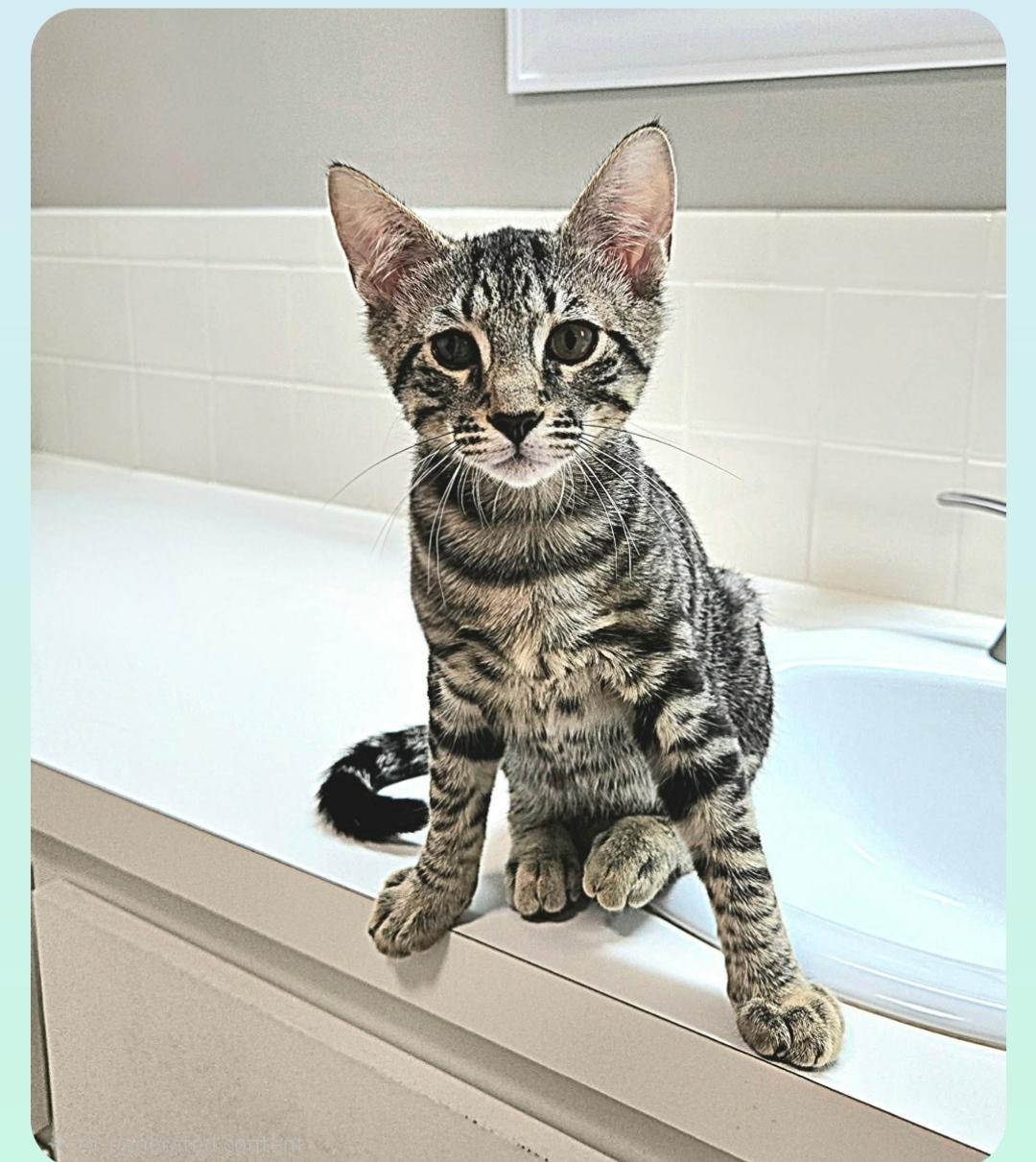 Vernal ( Orlando Fl), a ADOPTABLE American Shorthair in Orlando, FL image 5/5