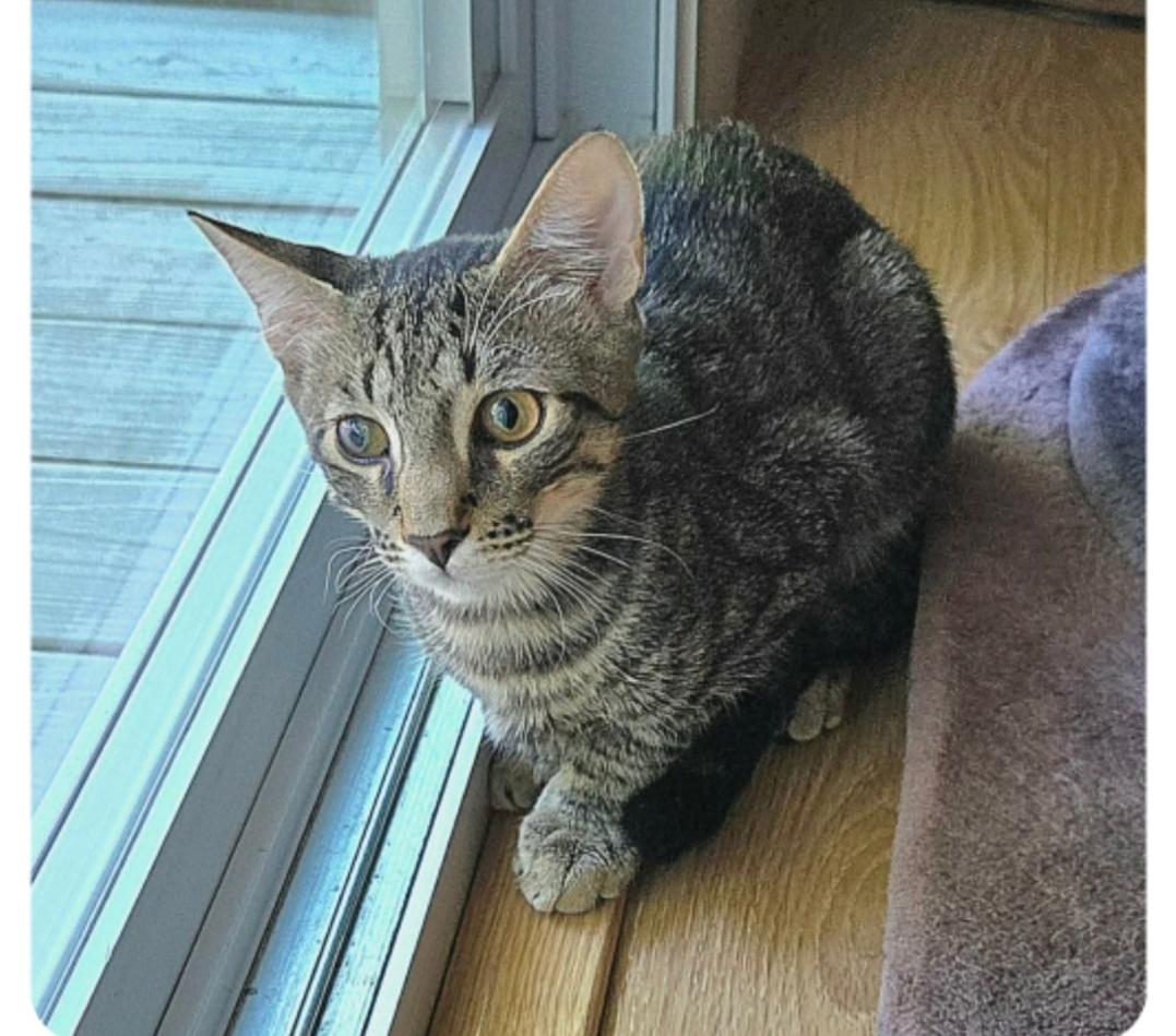 Enlarge Vernal ( Orlando Fl), a ADOPTABLE American Shorthair in Orlando, FL image 3/3
