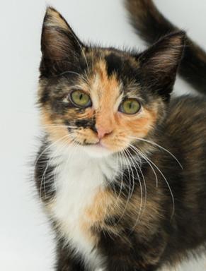 Our fosters are have so many kittens are now big enough to be adopted They are anywhere from 8 to