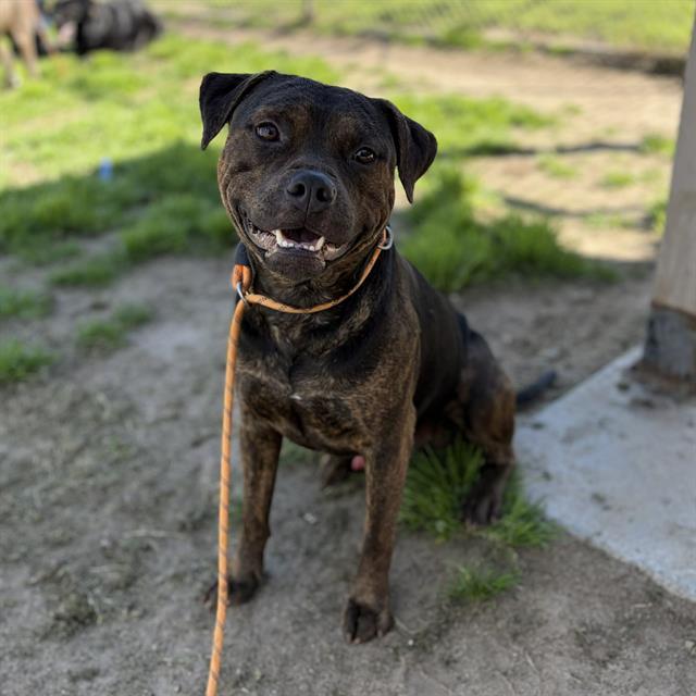 Enlarge MALI, a Adoptable mixed breed in Modesto, CA image 1/1