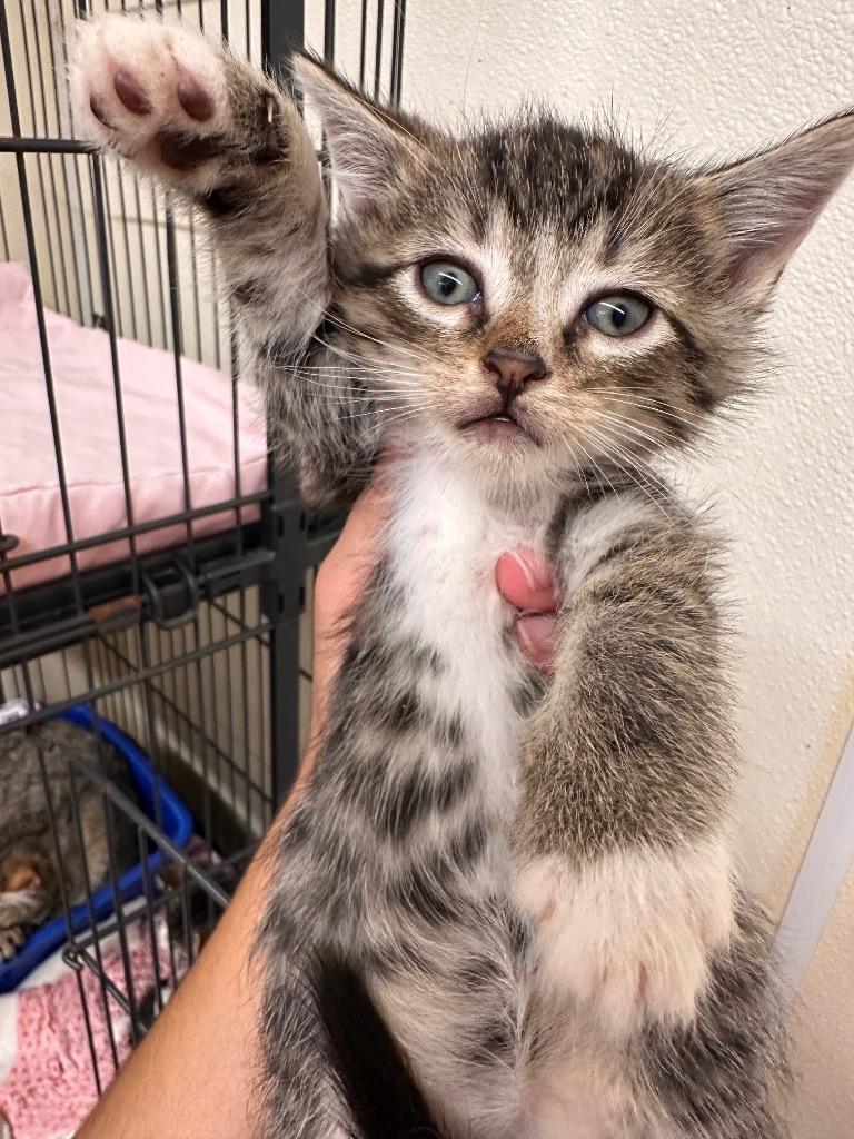 Boba, Adoptable, Kitten Male Domestic Short Hair.