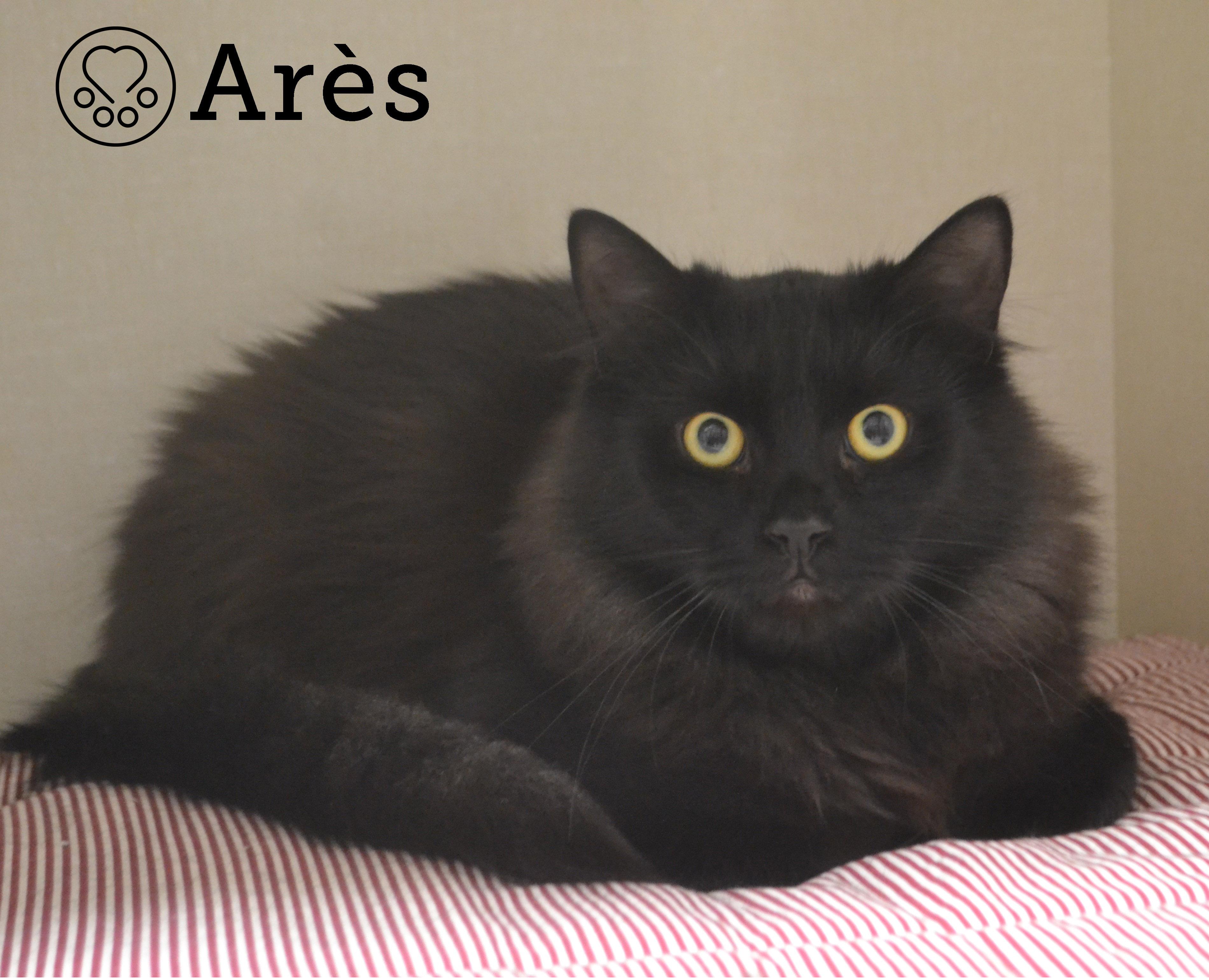 Arès, Adoptable, Young Male Domestic Long Hair.