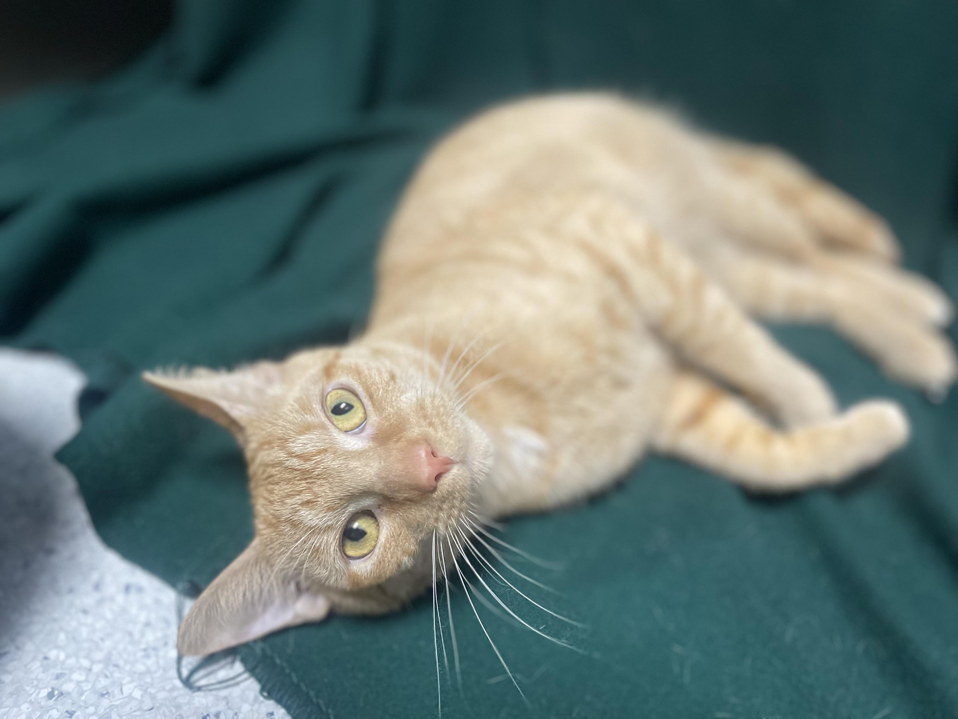 Enlarge Boo Boo, a Adoptable Domestic Short Hair in Rock Falls, IL image 2/2