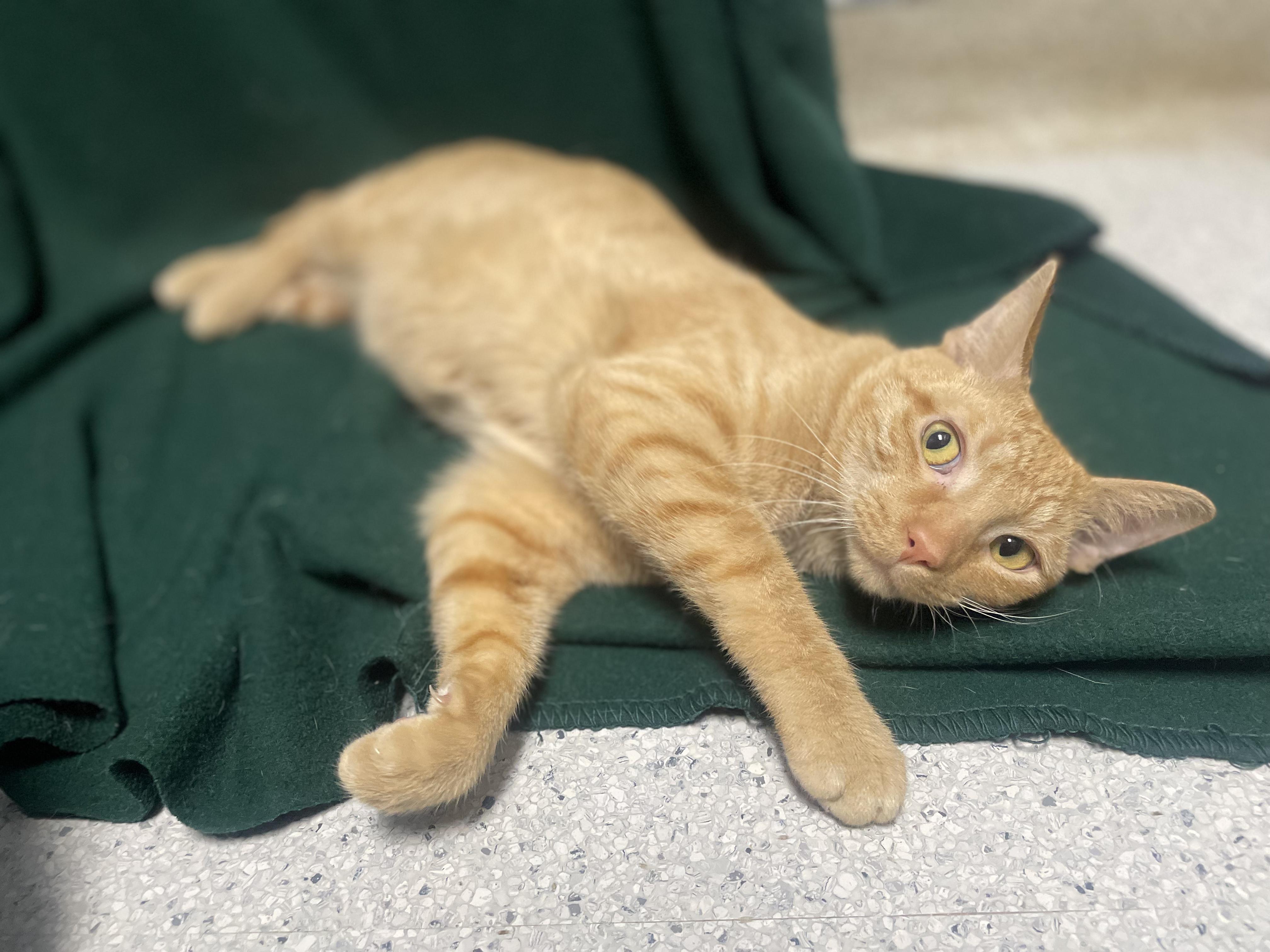 Boo Boo, Adoptable, Young Male Domestic Short Hair.