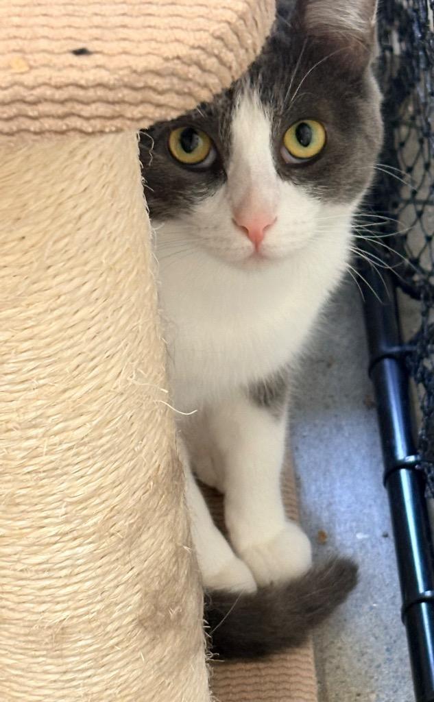 Beth, Adoptable, Kitten Female Domestic Short Hair.