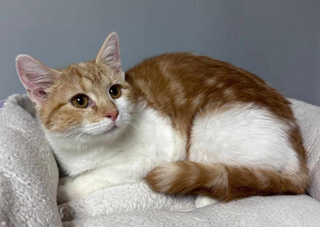 Enlarge Marigold, a Adoptable mixed breed in Waynesville, MO image 1/1