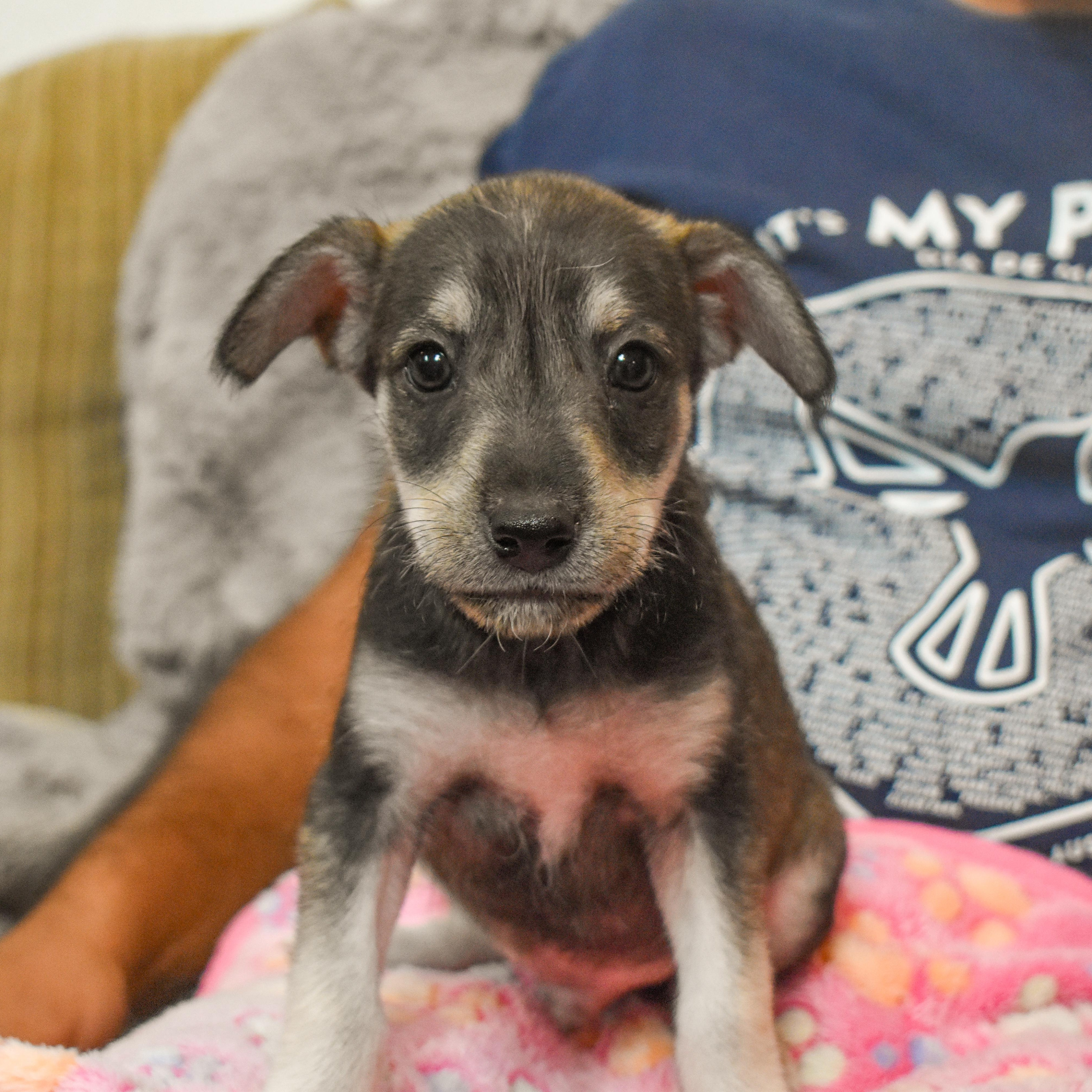 Woody — thumbnail 4