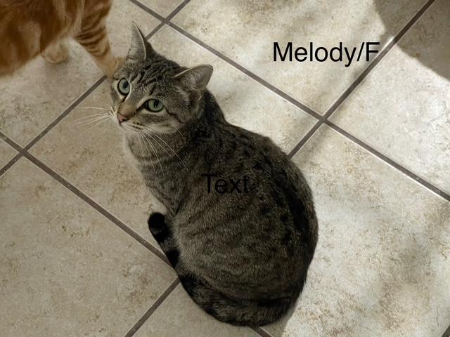 Enlarge Melody, a Adoptable American Shorthair in Ronan, MT image 1/1