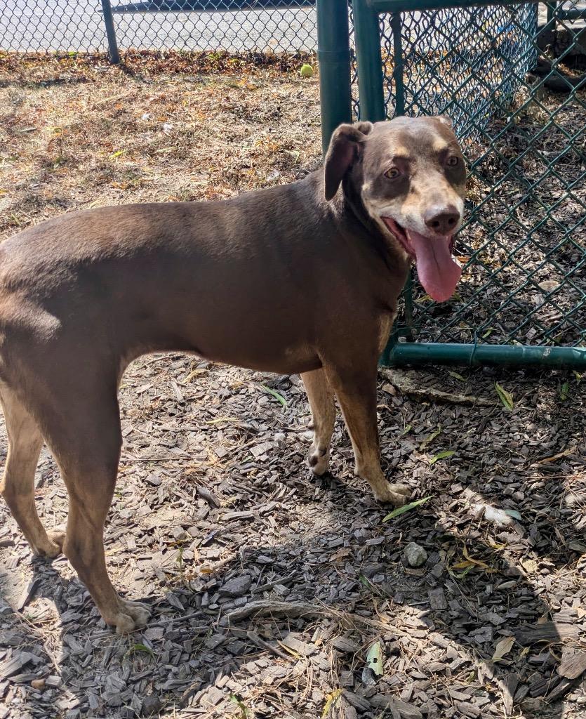 Enlarge Lady Sherlock, a Adoptable mixed breed in Little Rock, AR image 1/2