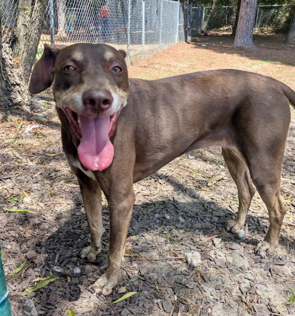 Enlarge Lady Sherlock, a Adoptable mixed breed in Little Rock, AR image 2/2