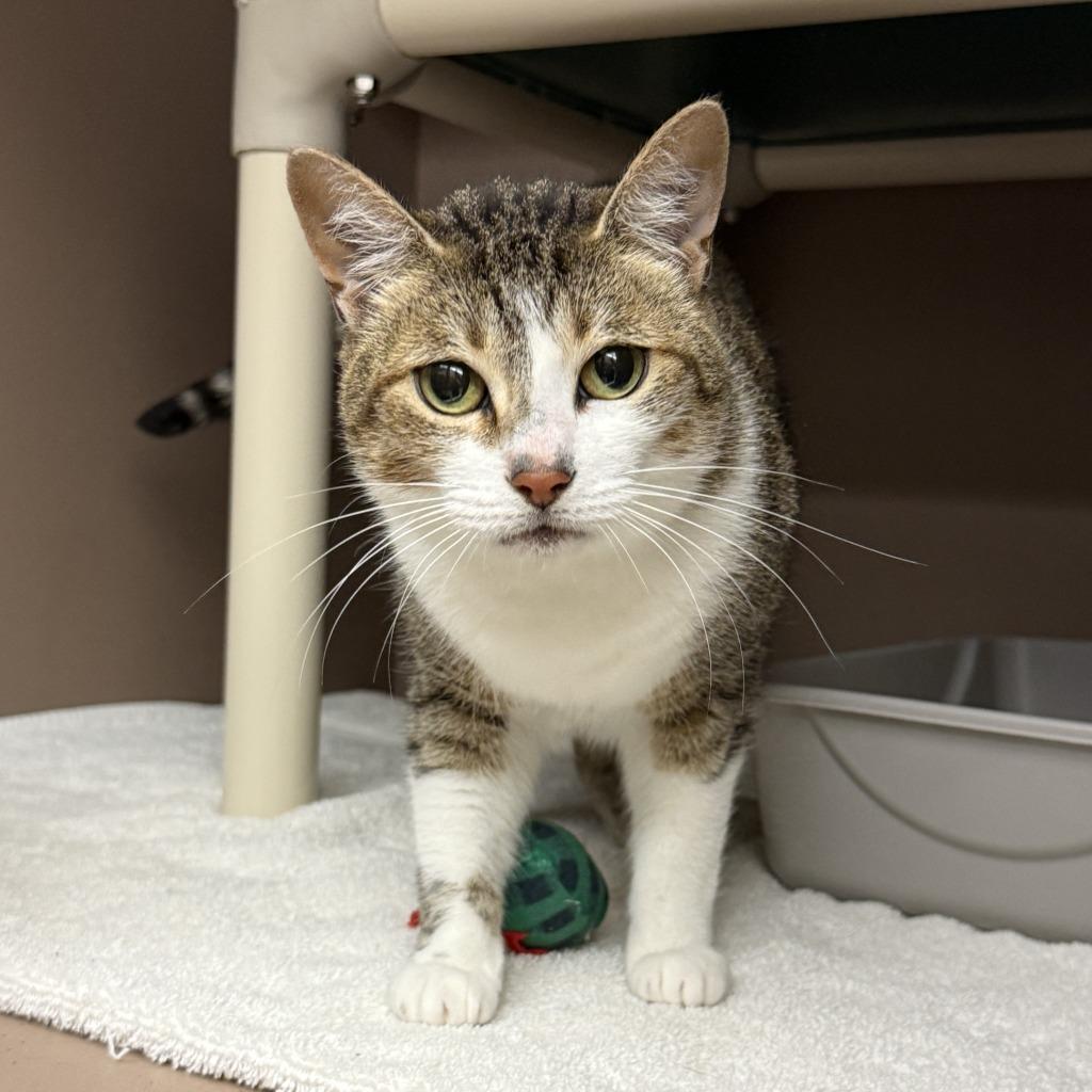 Minty, a Adoptable mixed breed in Brenham, TX image 3/6