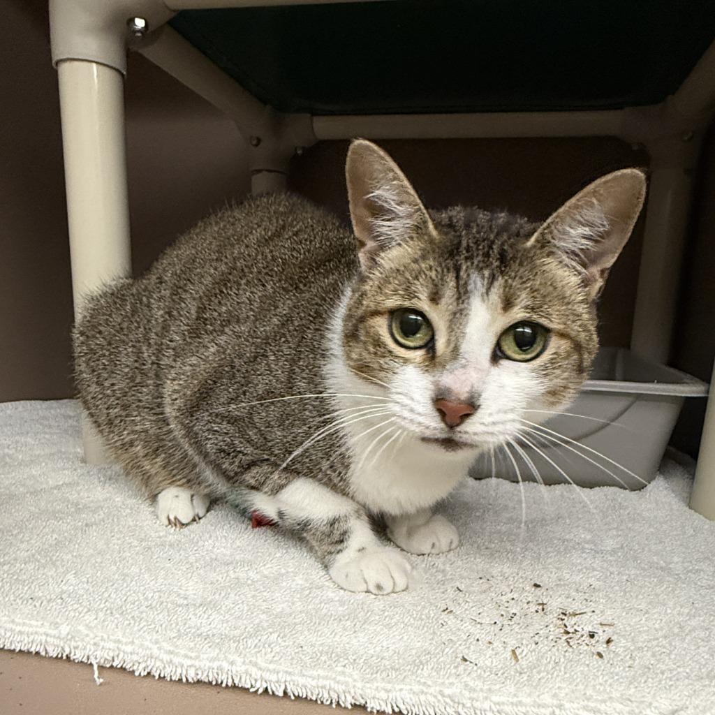 Minty, a Adoptable mixed breed in Brenham, TX image 2/6