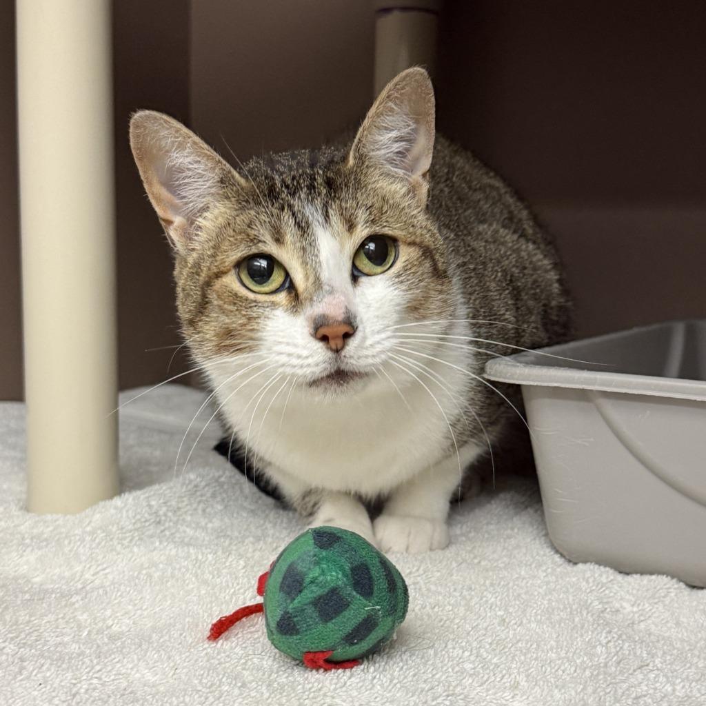 Minty, a Adoptable mixed breed in Brenham, TX image 4/6