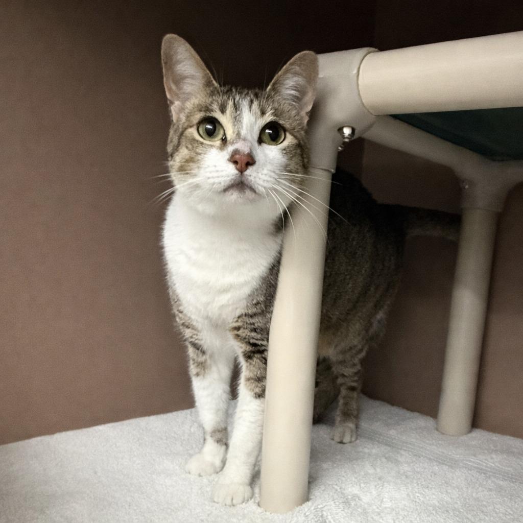 Minty, a Adoptable mixed breed in Brenham, TX image 5/6